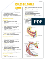 Torax Msuculos Anato 2 Sem