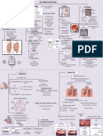Estructura y función del sistema respiratorio humano