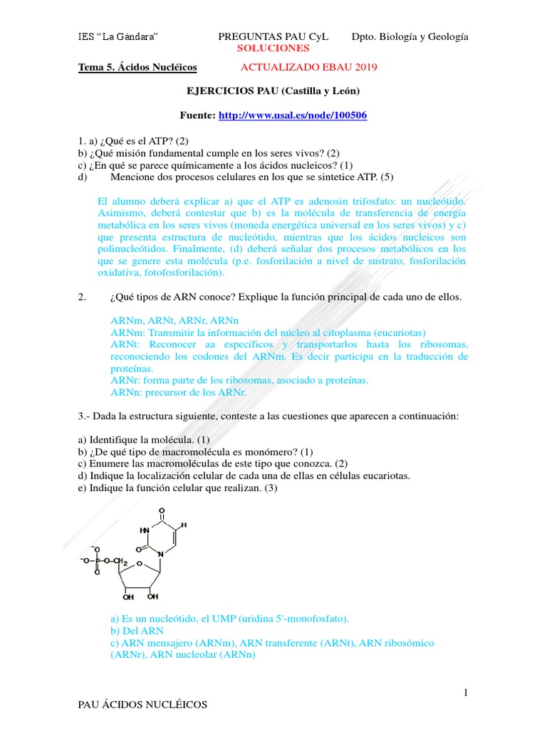 SOLUCIONES. tema 6-ACIDOS NUCLEICOS | PDF | Adn | Rna