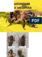 Anatomía de Apíis Mellifera