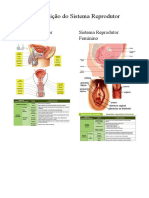 Constituição Do Sistema Reprodutor