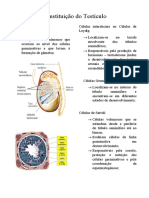 Constituição Do Testículo: Gametogénese