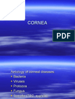 Cornea