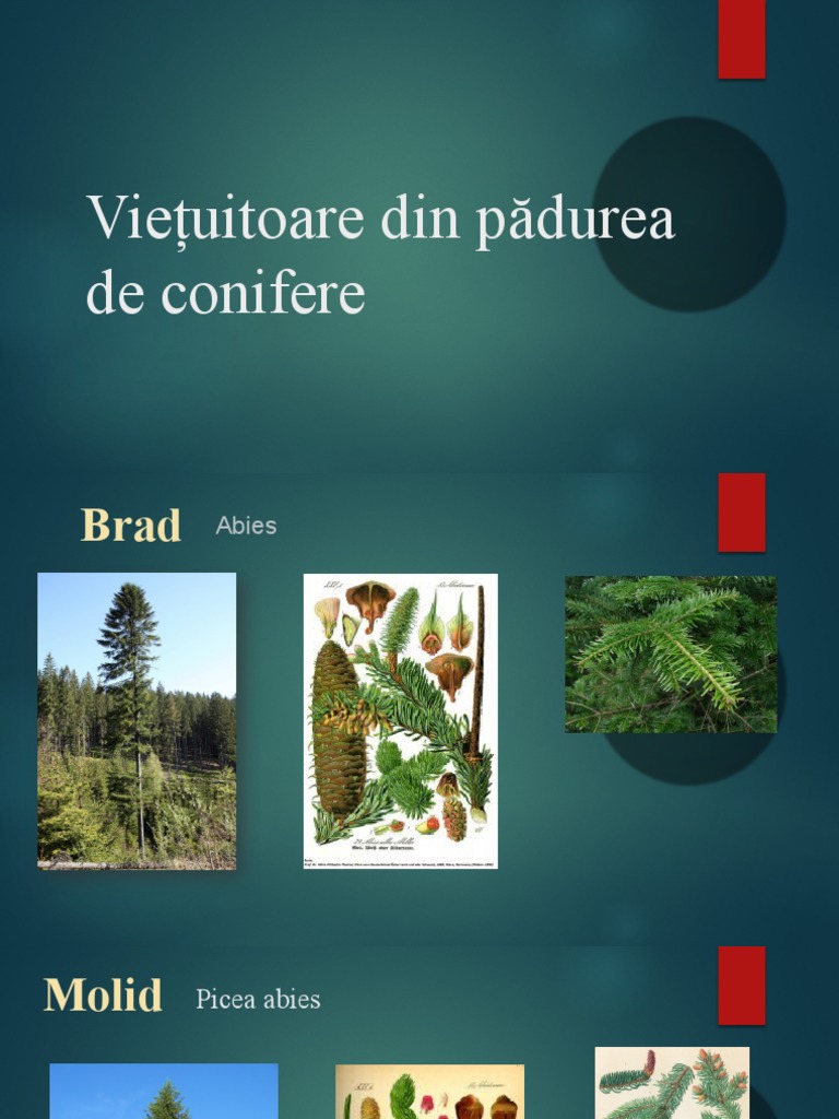 Pădurea de Conifere | PDF
