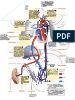 Circulación Fetal