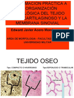 Edward Javier Acero Mondragon.: Area de Morfologia - Facultad de Medicina Universidad Militar