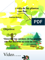 Ciclo de Vida de Las Plantas Con Flor