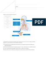 Anatomía Pulmonar y Flujo de Aire