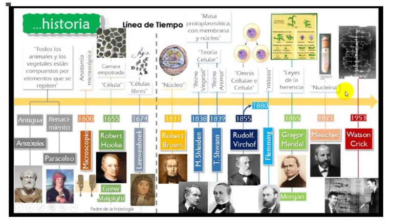 Linea de Tiempo Celula | PDF