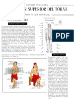 Posterior Superior Del Tórax: Sistema de