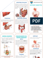 El Sistema DIGESTIVO