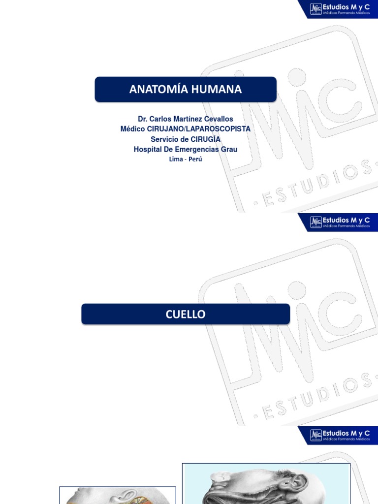 Anatomia Humana | PDF | Extremidades (anatomía) | Anatomía humana