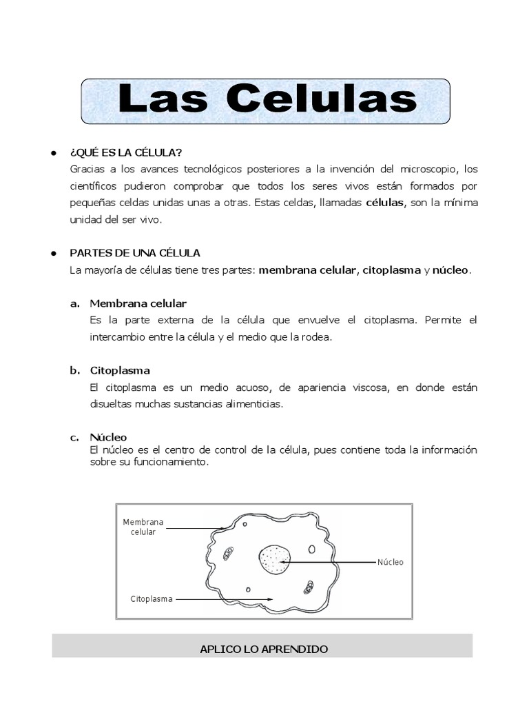 Ficha Las Celulas para Quinto de Primaria | PDF, image size:768x1024