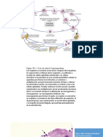 Ciclo Vital-C.hominis