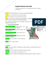 Triangulo Posterior Del Cuello Resumen