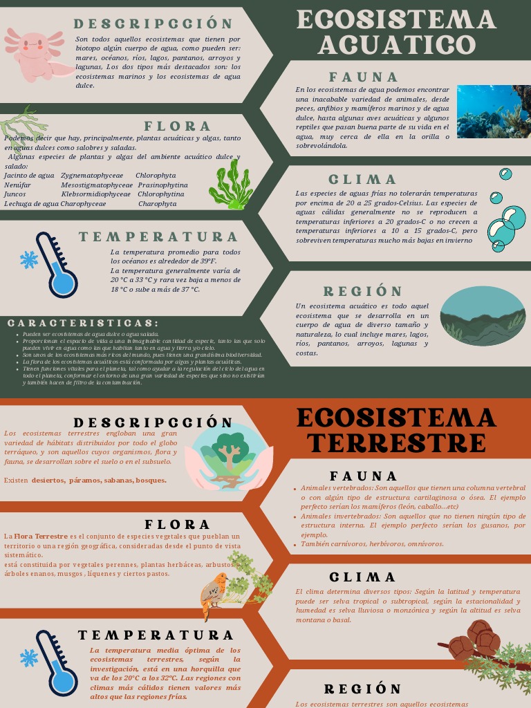Mapas Conceptuales de Ecosistemas para Niños | PDF | Ecosistema | Suelo