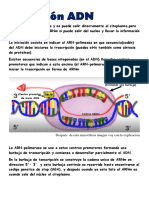 Expresión ADN