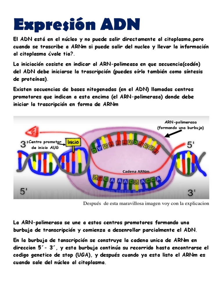 Iniciación y Burbuja de Transcripción ADN | PDF | Codigo genetico ...