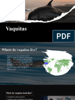 Vaquitas: by Anonymous