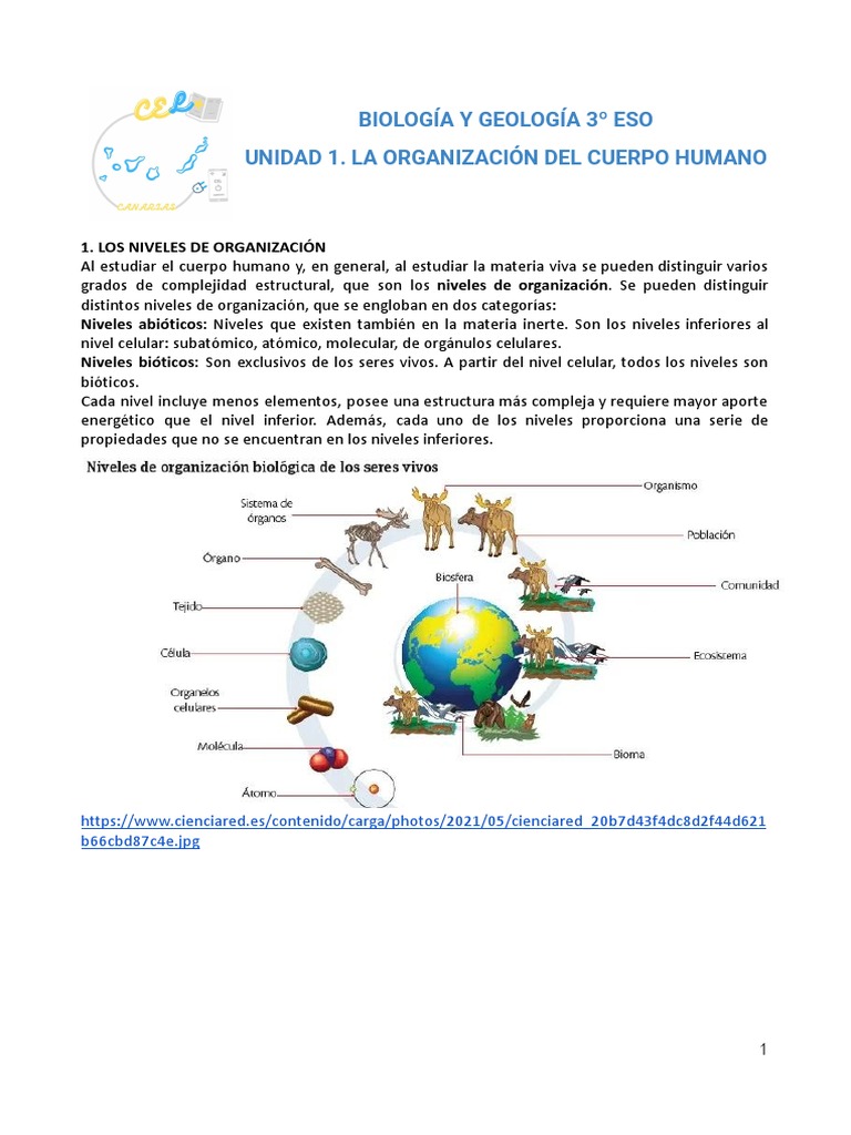 Niveles de Organización del Cuerpo Humano | PDF