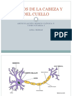 Copia de NERVIOS DE LA CABEZA Y DEL CUELLO