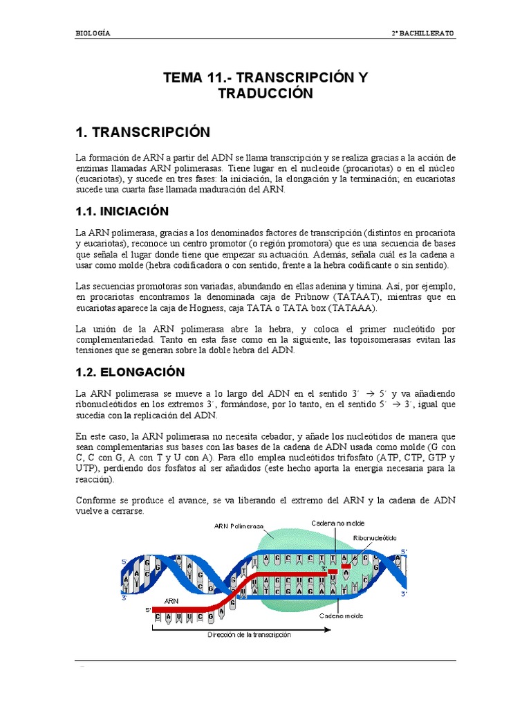 TEMA 11 Transcripción y Traducción PDF Traducción (biología