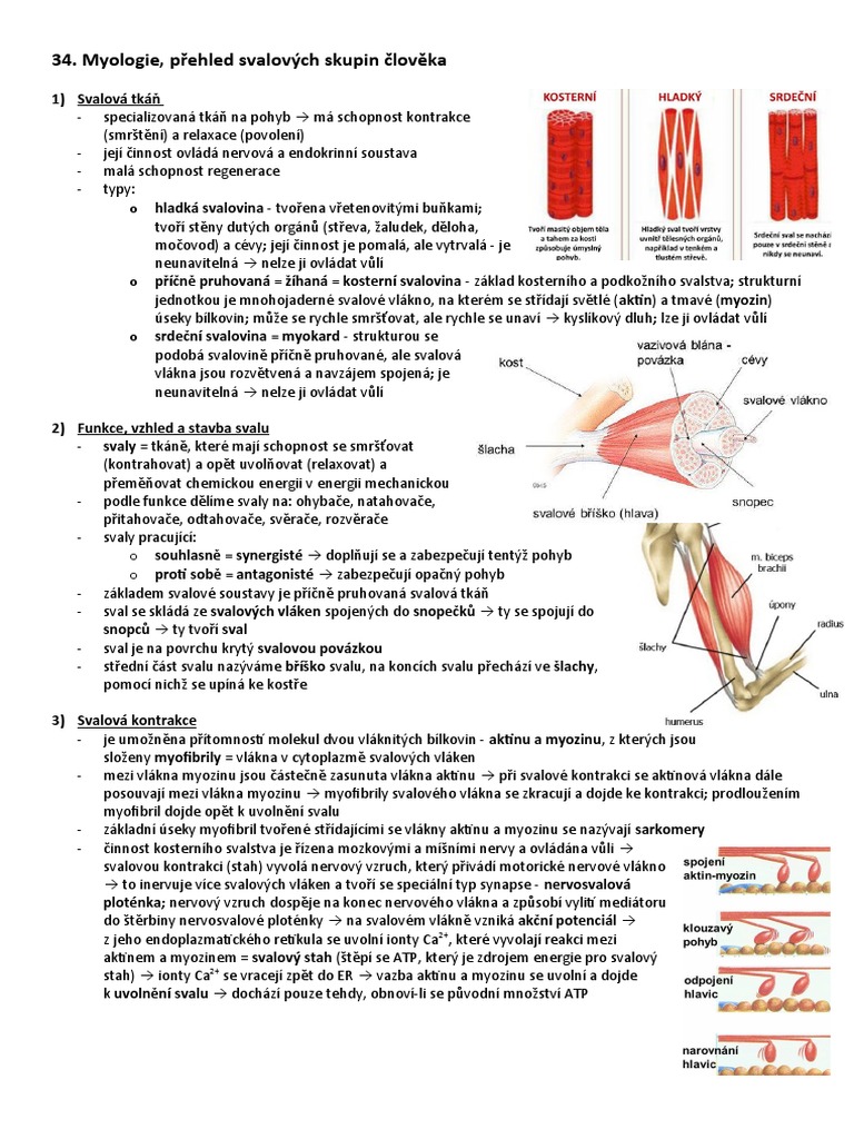 Myologie, Prehled Svalovych Skupin Cloveka | PDF