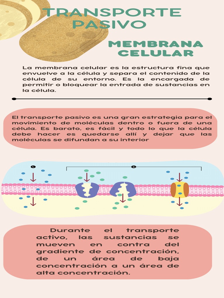 Transporte pasivo | PDF