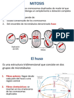 Fases de La Mitosis y Meiosis