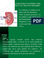 Insuficiencia Renal 