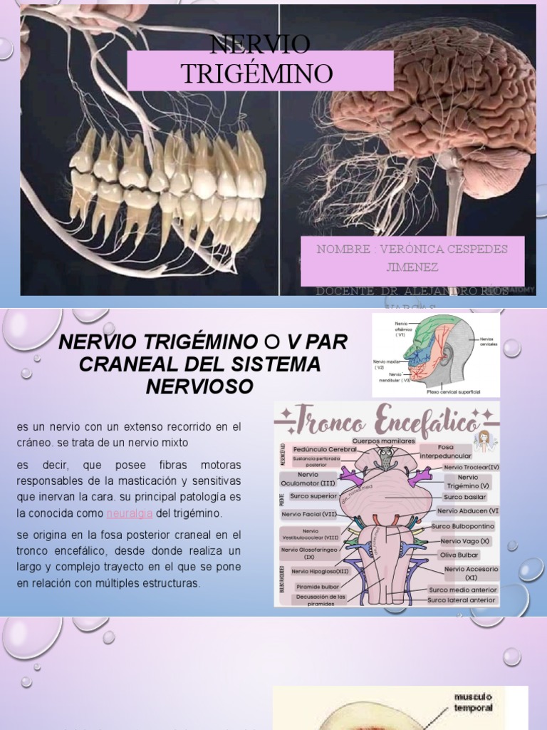 Nervio Trigémino | PDF