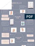 Desarrollo Fetal 