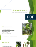 Bosque Seco Tropical 2 - Iriartea Deltoidea