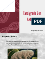 Tardigrada Gen Aktarımı