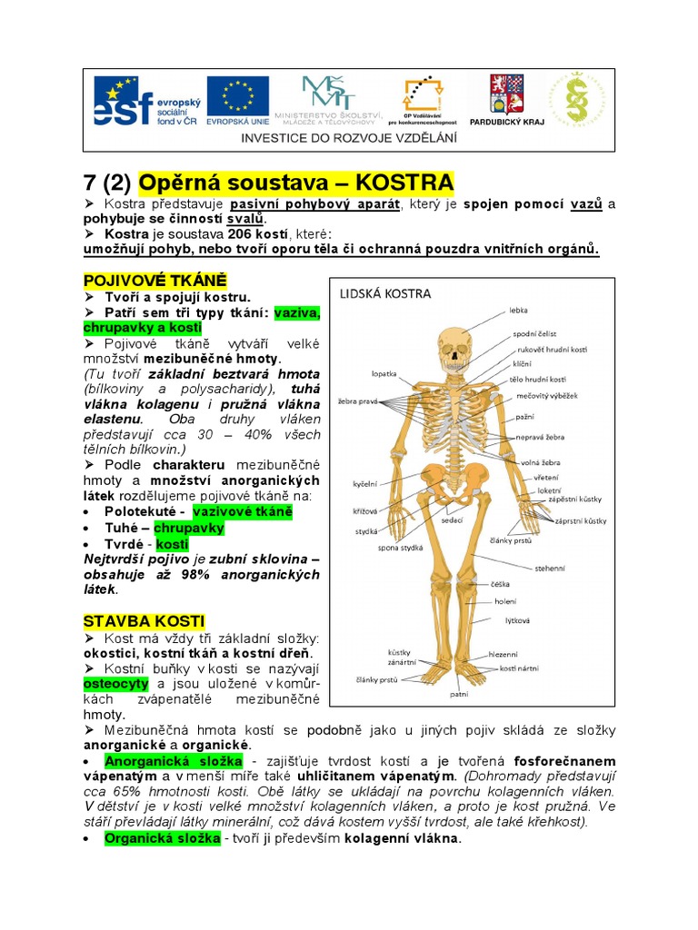 Fyziologie A Anatomie Cloveka - Operna Soustava - Kostra | PDF