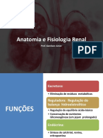 Anatomia e Fisiologia Renal: Funções, Circulação e Mecanismos de Filtração e Excreção