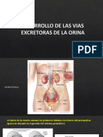 Desarrollo de Las Vias Excretoras de La Orina