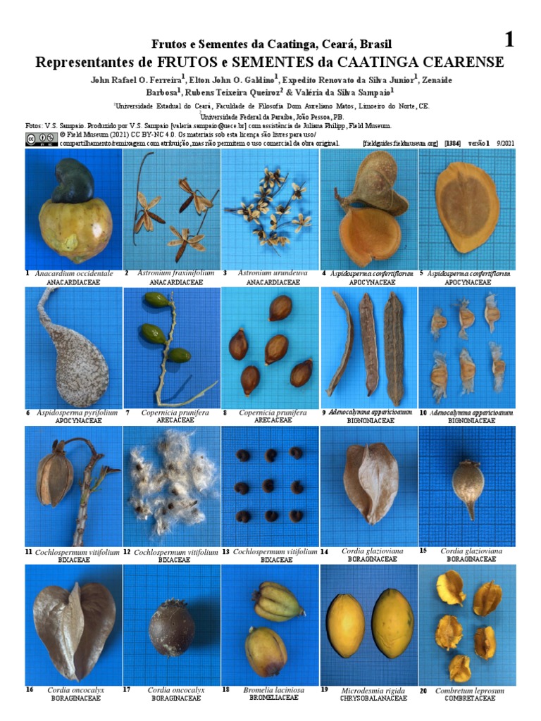Frutos e Sementes Da Caatinga | PDF | Ciências e Matemática