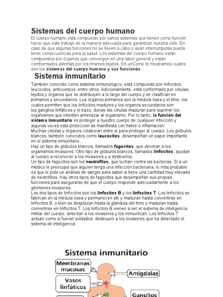 Sistemas Del Cuerpo Humano | Descargar gratis PDF | Articulación ...