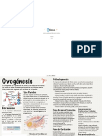 Accede A Apuntes, Guías, Libros y Más de Tu Carrera: Ovogenesis 1 Pag