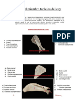 Partes Del Miembro Torácico Del Cuy