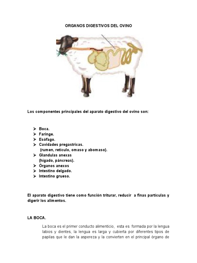 Anatomía del sistema digestivo ovino | PDF | Digestión | Sistema