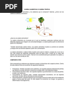 Cadena Alimenticia O Cadena Trofica