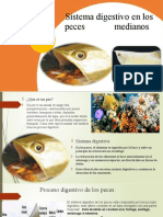 Sistema Digestivo de Los Peces