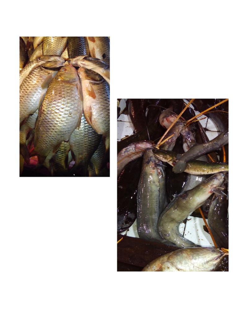 Fish Identification PDF