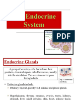 Endocrine System