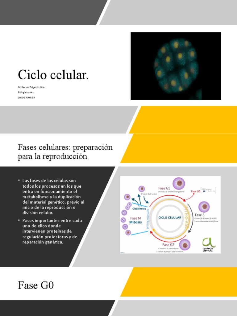 Fases del Ciclo Celular y Reproducción | PDF | Mitosis | Mitosis