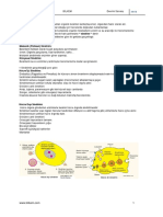 Insanda Sindirim Sistemi 2019 PDF