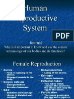 Human Reproductive System