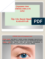 Göz Anatomisi